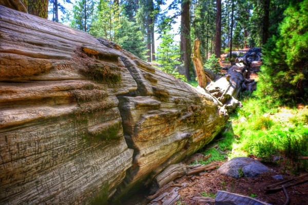 Een grote Sequoia in Amerika