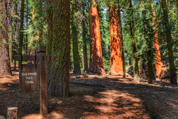 Sherman Tree Trail Sequoia National Park