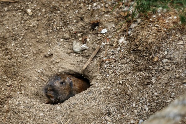 dieren in Sequoia National Park