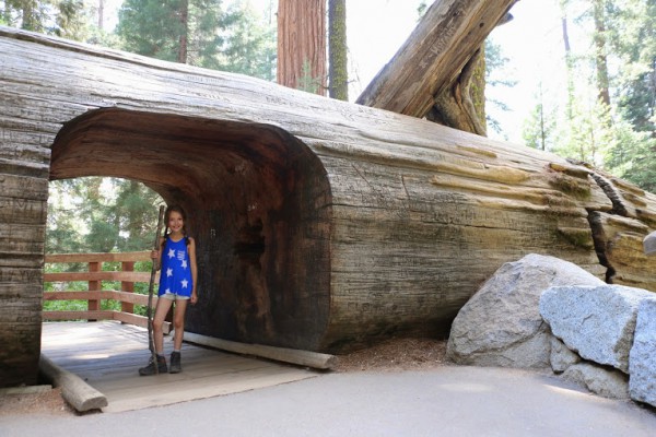 Amerika met kinderen - Sequoia National Park