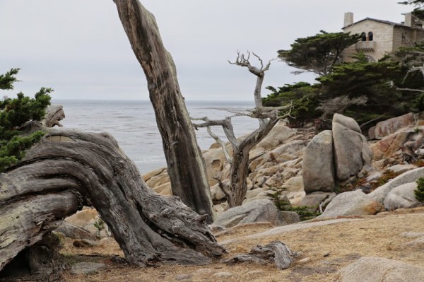 Monterey 17 mile drive 1