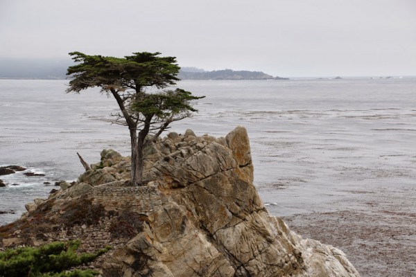 Monterey 17 mile drive lonely cedar