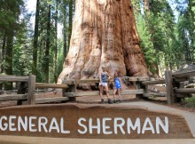 Sequoia General Sherman