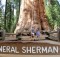 Sequoia General Sherman