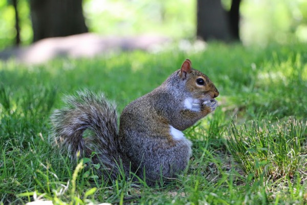 Central Park New York eekhoorn