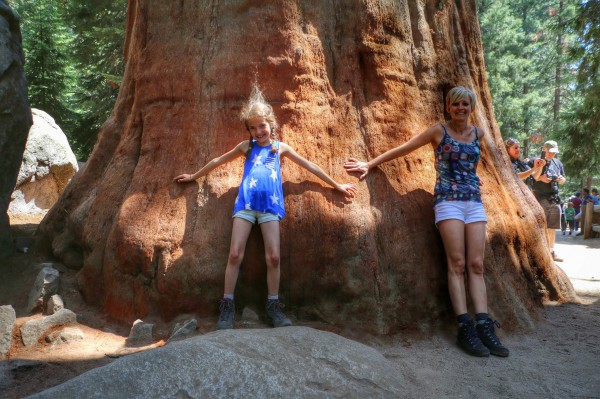 Omtrek Sequoia boom in het National Park