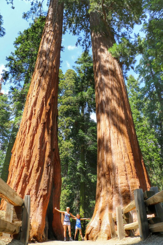 Sequoia's in National Park Californie