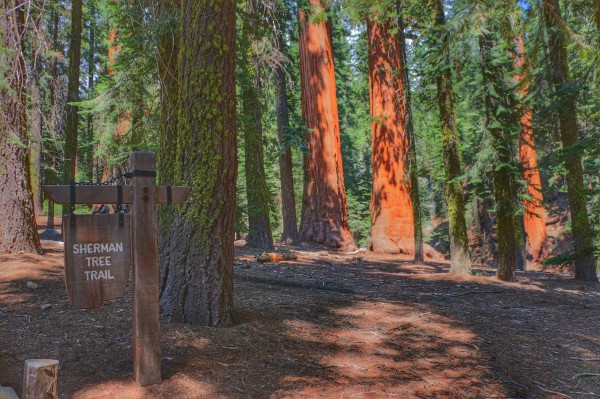 Sherman Tree Trail Sequoia wandeling