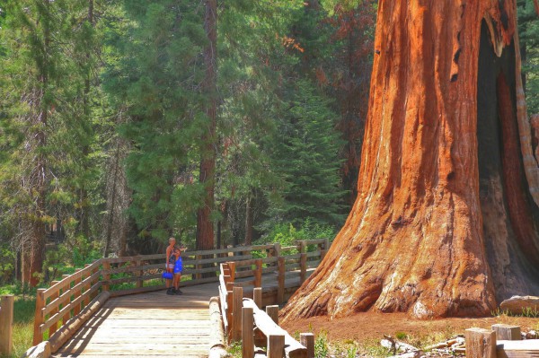 Wandeling Sequoia Park Californie