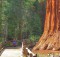 Wandeling Sequoia Park Californie