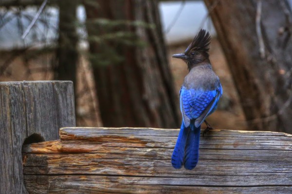 Yosemite vogel