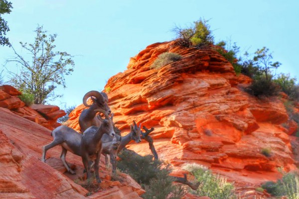 Zion Park Wildlife