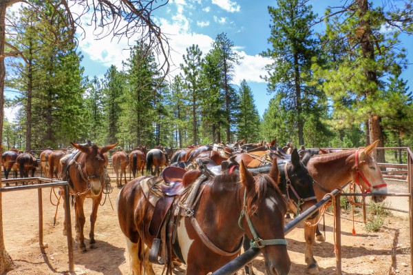 Paarden Bryce Canyon