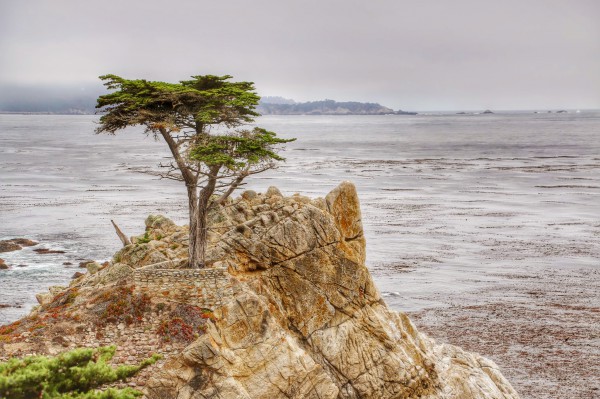 17 mile drive lone cypress