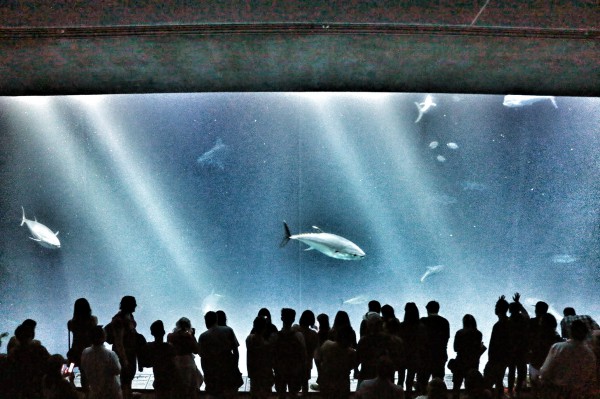 Aquarium Monterey