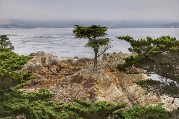 Lone Cypress 17-Mile Drive