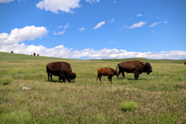 Custer State Park - dieren spotten tijdens de wildlife loop