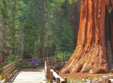 Wandeling Sequoia Park Californie