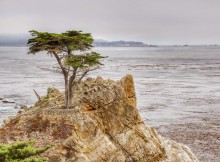 17 mile drive lone cypress